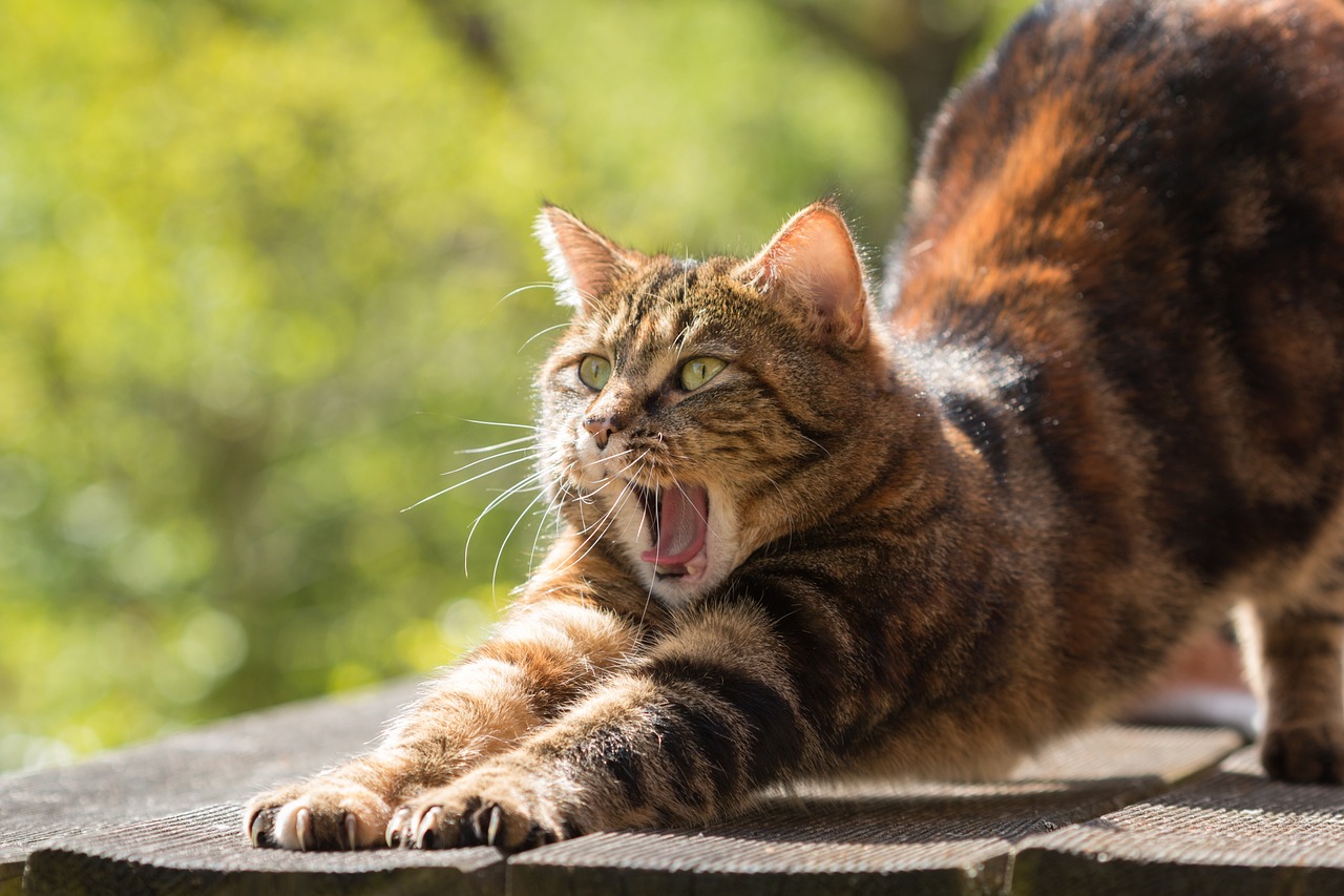 The Benefits of Clicker Training for Cats